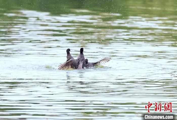 7月7日，河北省平泉市瀑河湿地公园，白骨顶鸡在水中嬉戏。　王永兴 摄