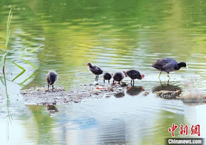 河北平泉：白骨顶鸡“带娃”戏水