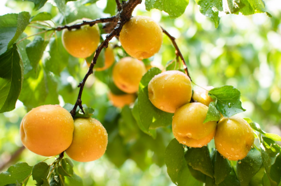 果满夏庄，“杏”运随行——夏庄街道少山红杏采摘季圆满落幕