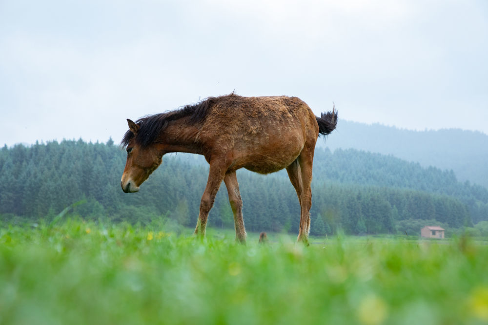 ↑ 7月1日，小马驹在狼渡滩草原上吃草。