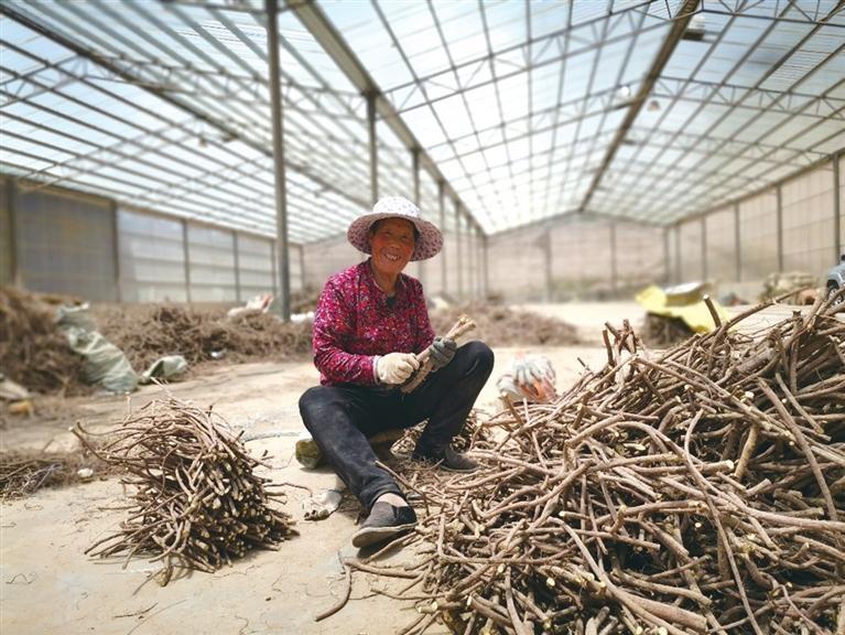 在中药材晾晒场地，年过七旬的大妈给甘草扎结。
