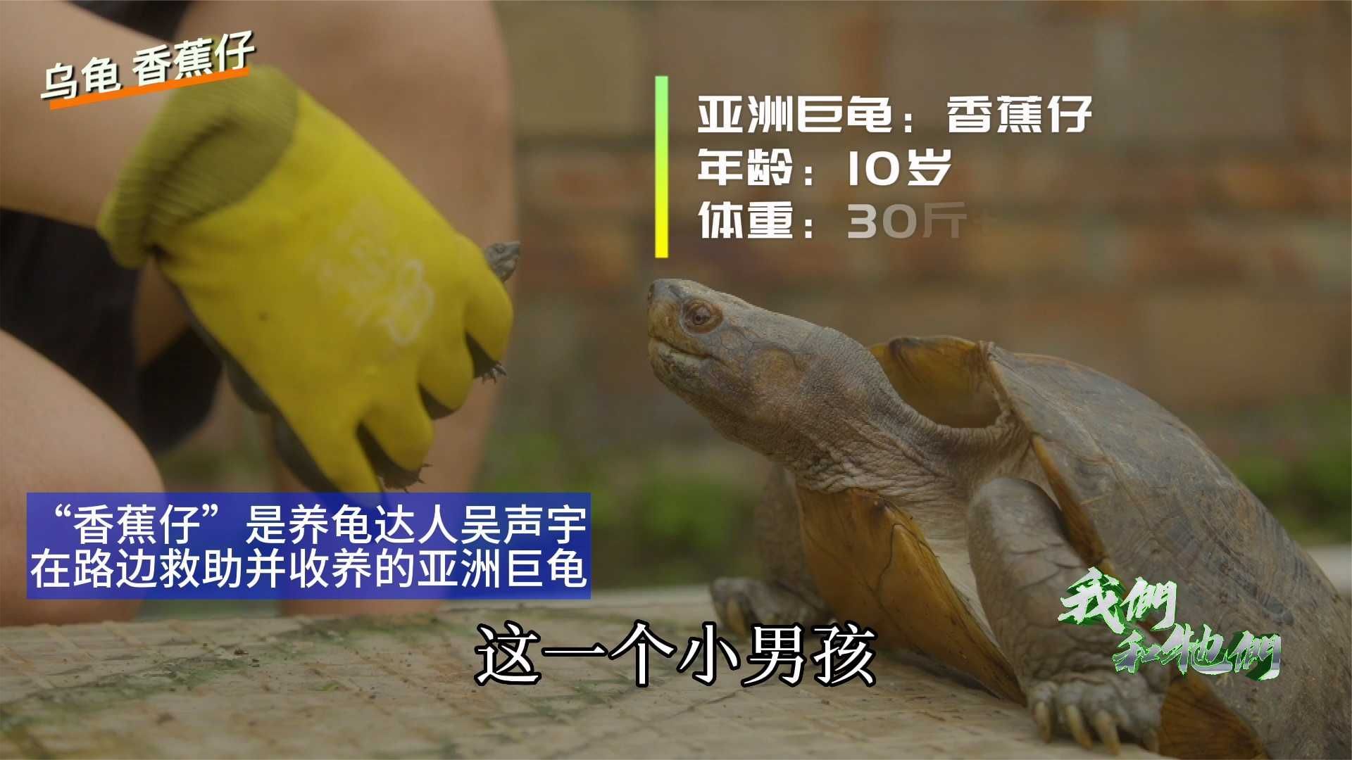 亚洲巨龟变身贴心小棉袄，陪伴主任走出人生低谷｜我们和它们