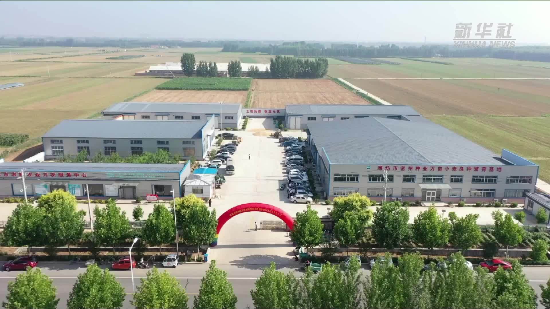 山东诸城：粮食种植合作社里分红了