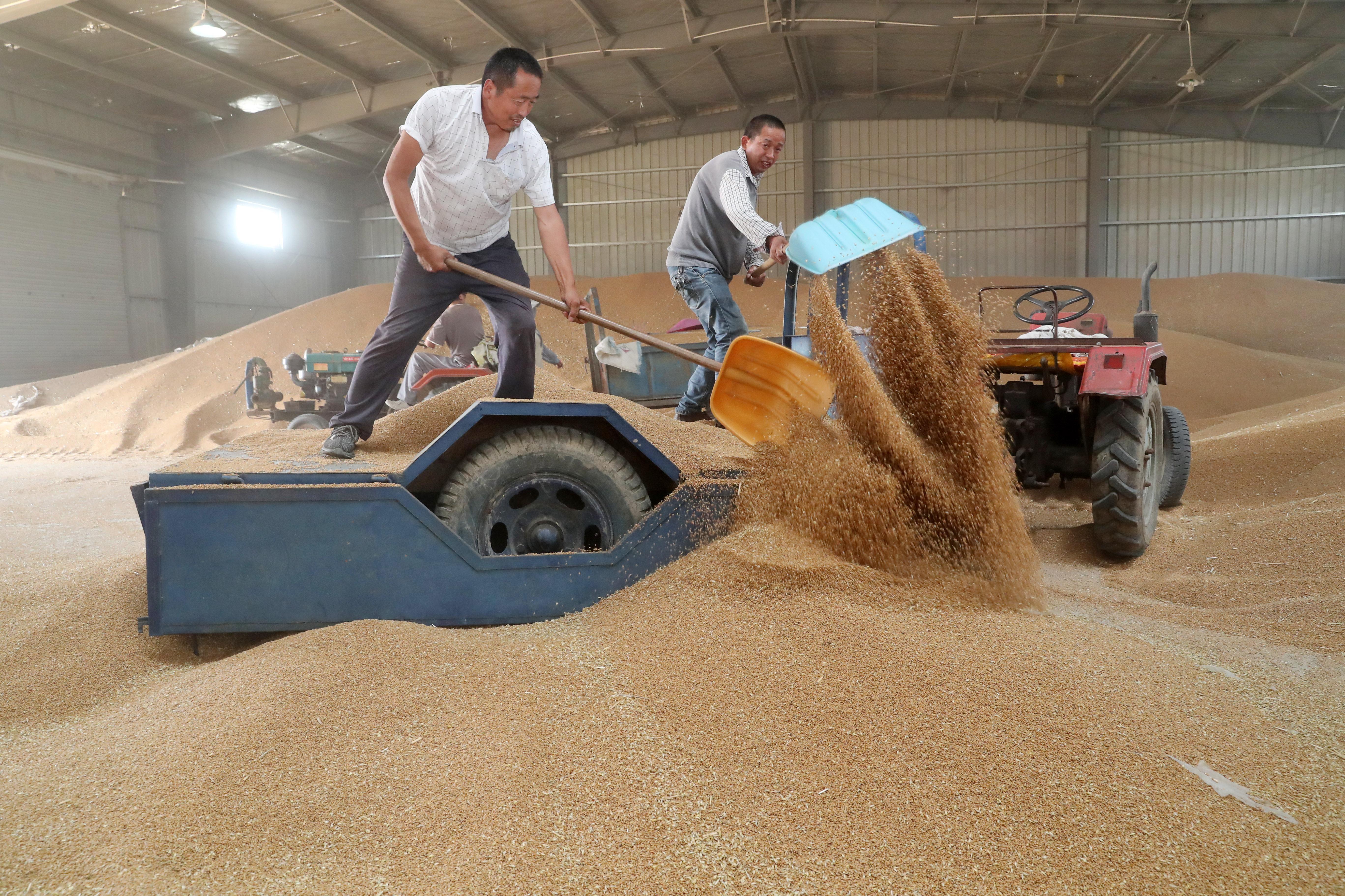 蒙城县三义镇梁桥村农民将出售的“订单”小麦卸入粮库。（资料图片）本报通讯员 胡卫国 摄