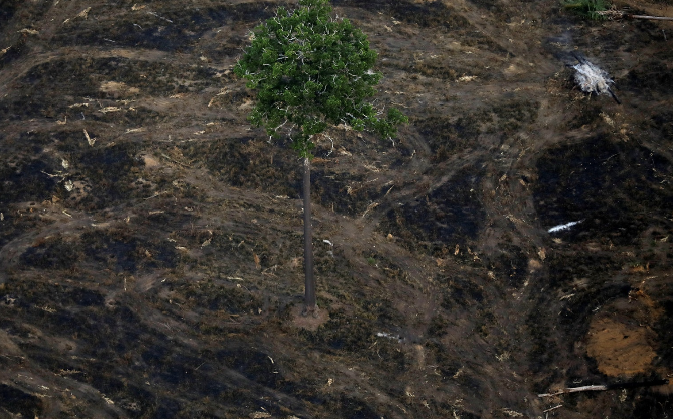 巴西政府：亚马逊森林砍伐情况好转