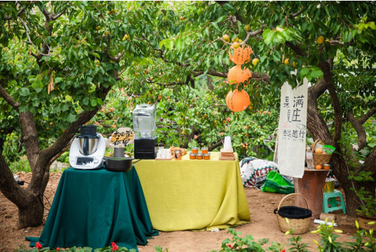 果满夏庄，“杏”运随行——夏庄街道少山红杏采摘季圆满落幕