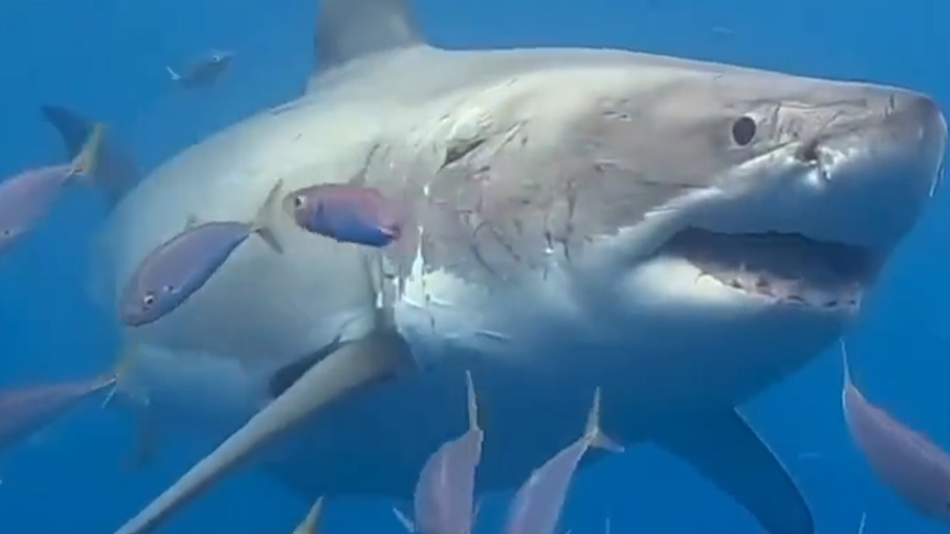 英国一男子被鲨鱼咬了五口，一群海豚“救了”他，缝了300多针捡回一条命