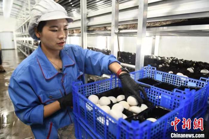 2023年6月底，甘肃庆阳市宁县焦村镇西李村的双孢菇标准化生产加工基地，工作人员在大棚内采菇。戴文昌 摄