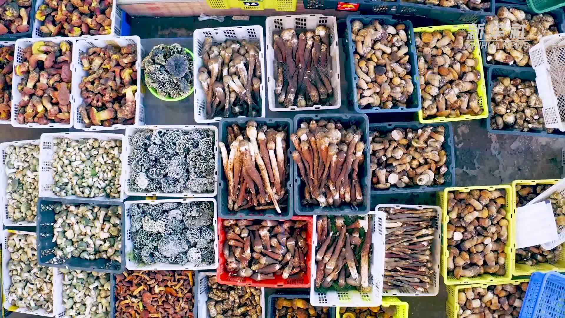 又到一年“吃菌季”：云南野生菌大量上市