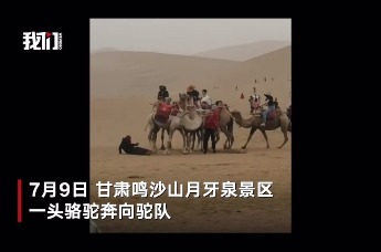 甘肃一景区骆驼奔向驼队吓倒游客
