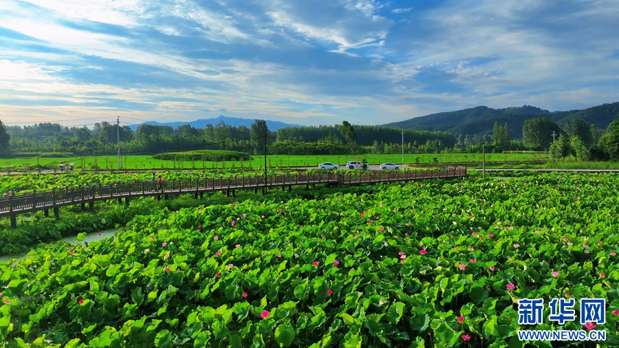 7月6日，河南省桐柏县月河镇徐寨村，蓝天白云下的荷塘如诗如画。