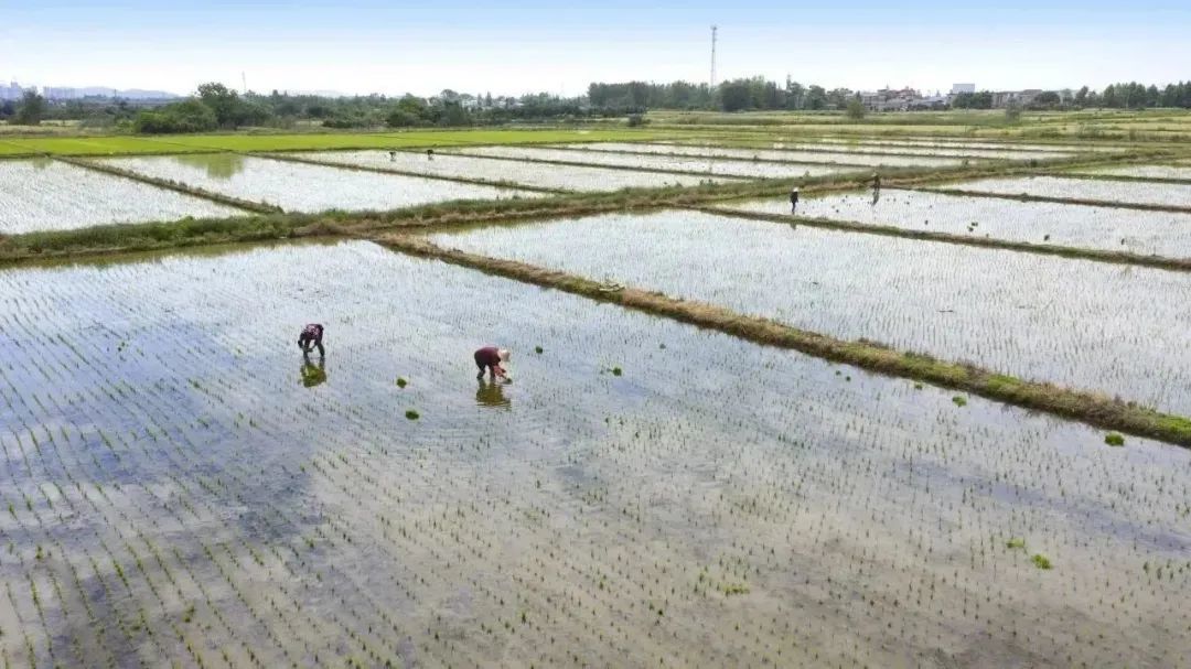 灌区内，农民正在栽种早稻