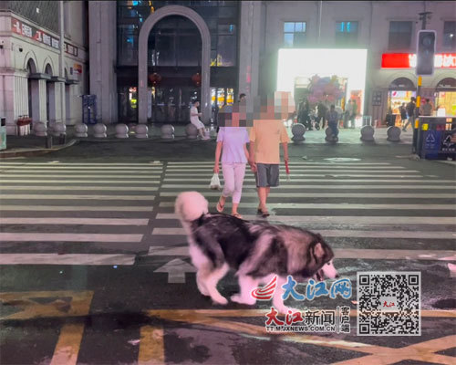 南昌市胜利路步行街，一只阿拉斯加大型犬未拴绳、未佩戴嘴套。