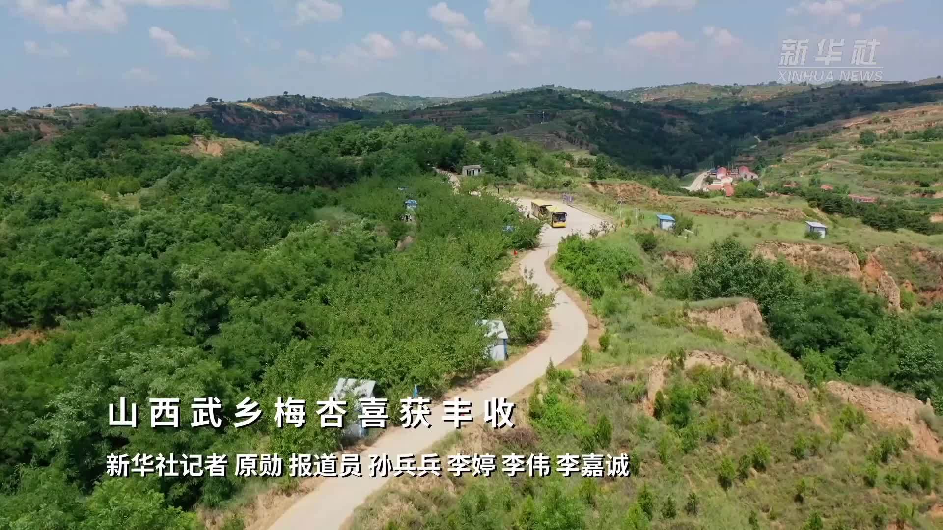 山西武乡梅杏喜获丰收