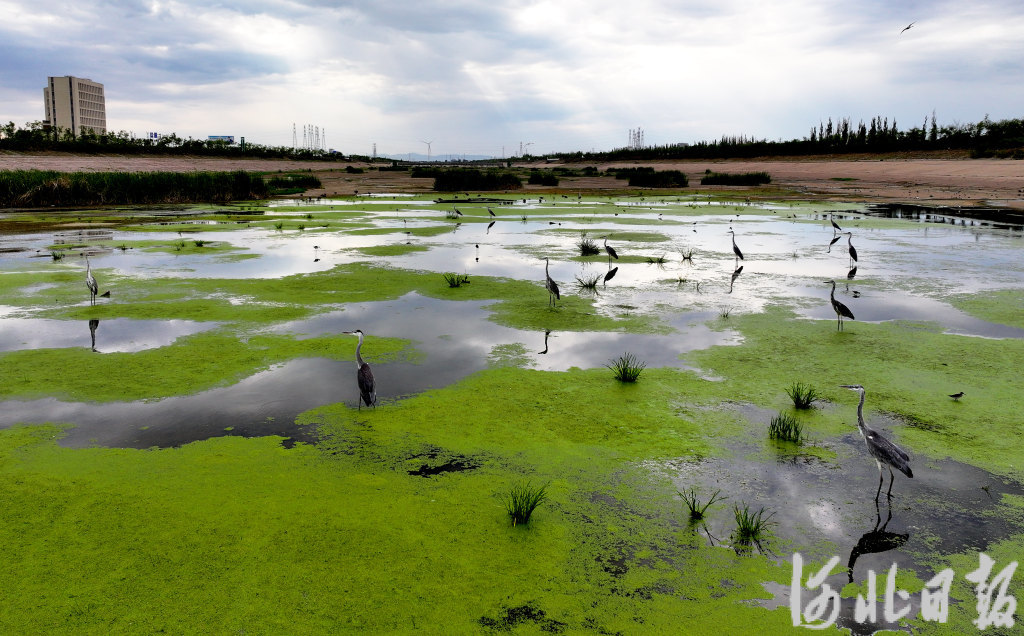 7月11日，在张家口市宣化区洋河湿地拍摄的灰鹭。