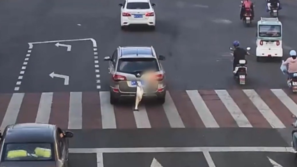 男子钓到大鱼挂后备箱炫耀遮挡了号牌，交警：扣9分罚款200元