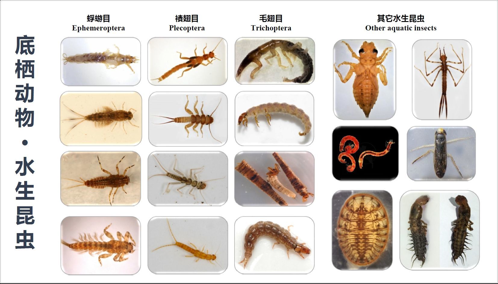 长江流域常见的水生昆虫