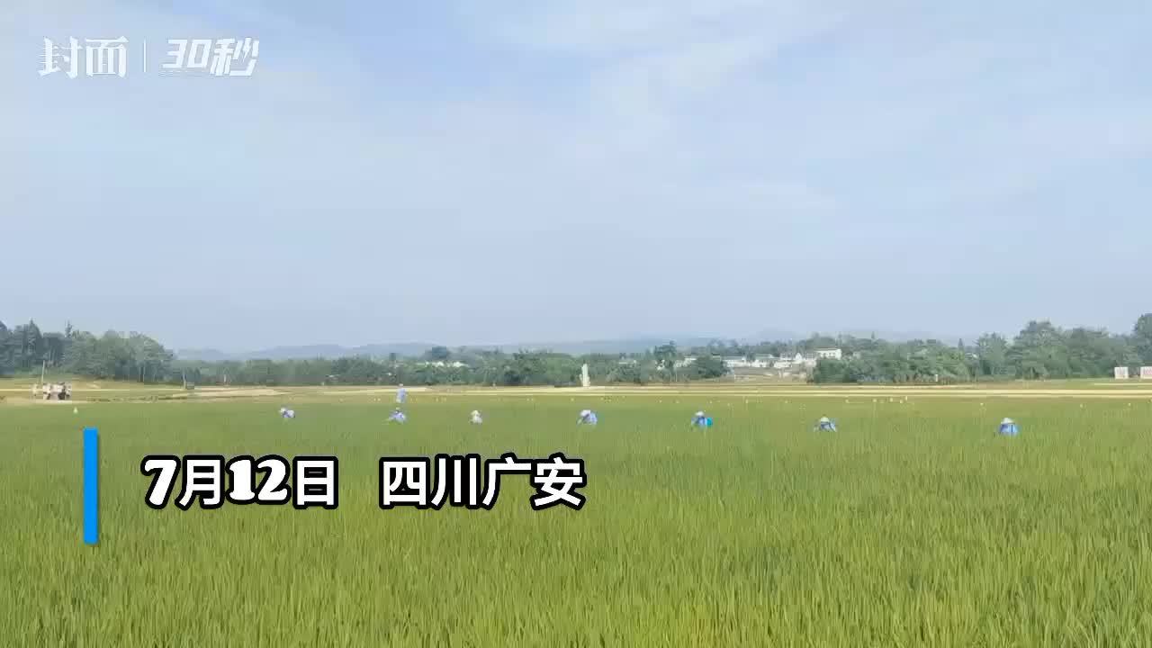 30秒|四川省稻飞虱等大春重大病虫防控技术现场培训活动在广安举行