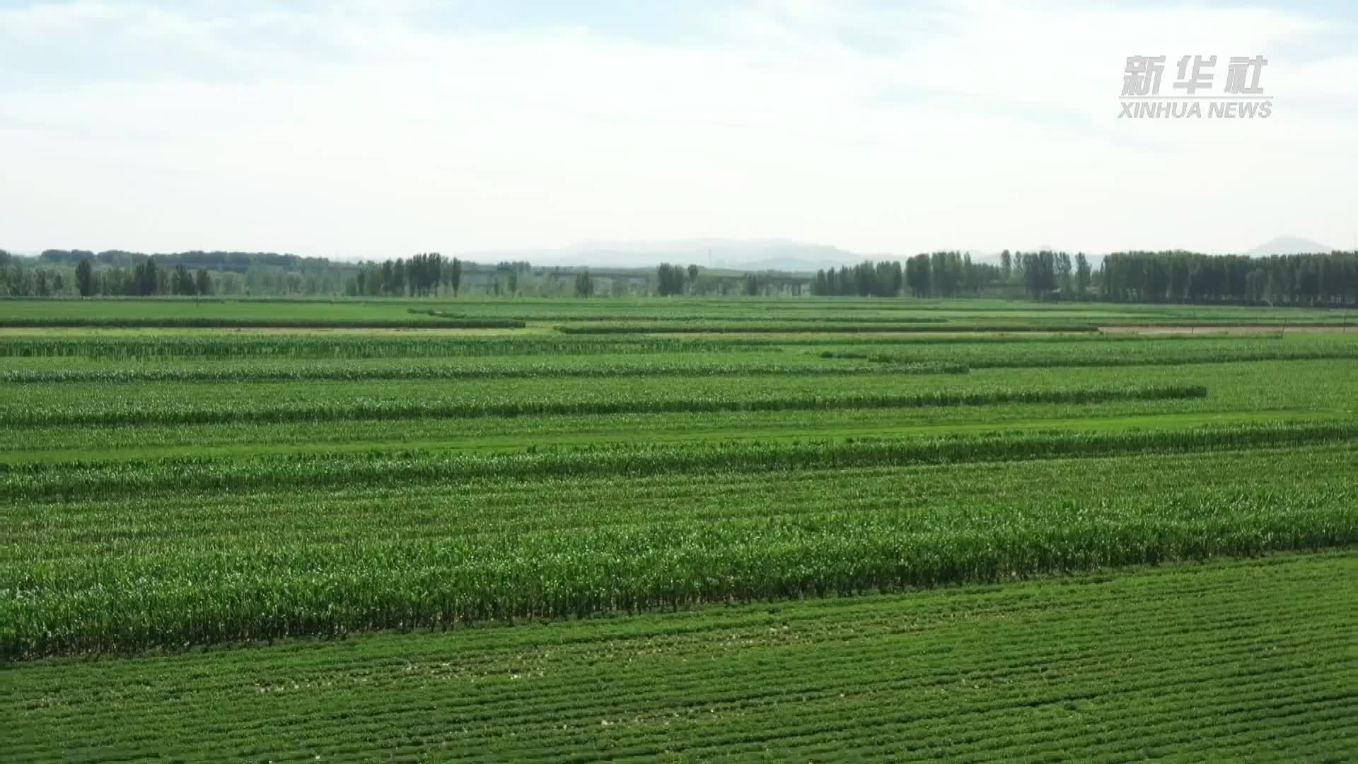 河北滦州：强化社会化服务 确保粮食安全