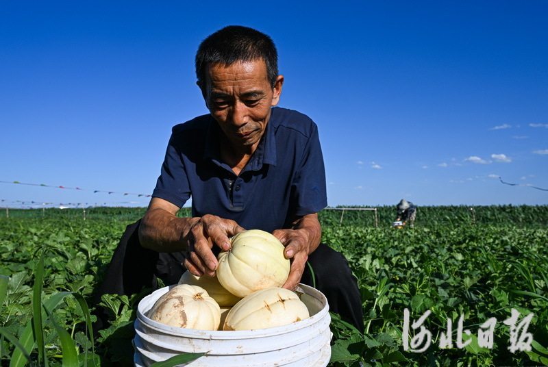 7月8日,农民在张家口市万全区安家堡乡田茂庄村采摘香瓜。