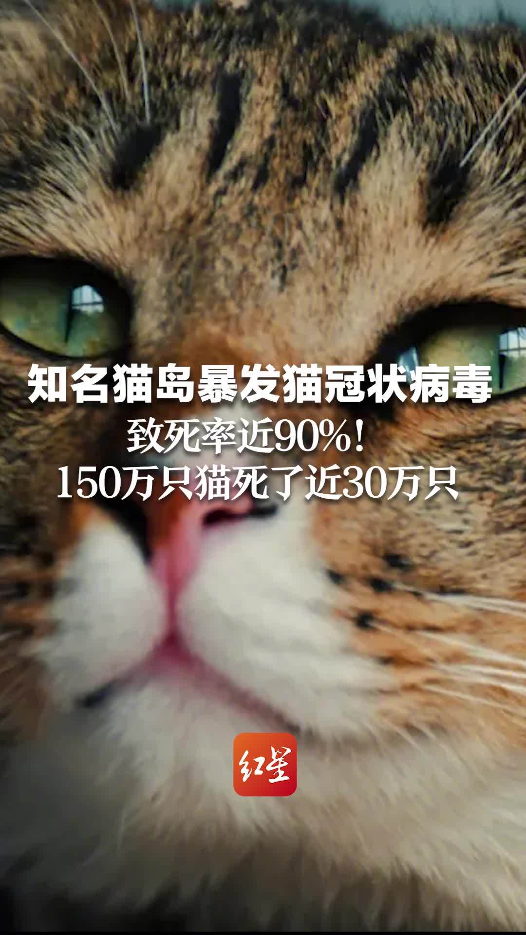 知名猫岛暴发猫冠状病毒  致死率近90%  150万只猫死了近30万只