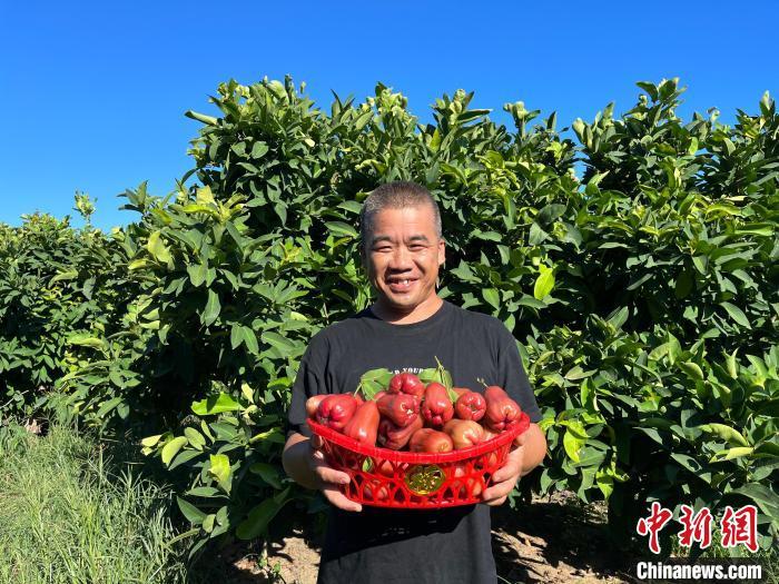 乡约福建：东山莲雾飘香