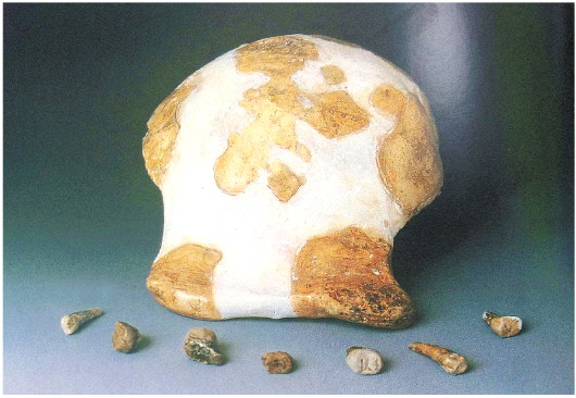 沂源猿人头骨及牙齿化石