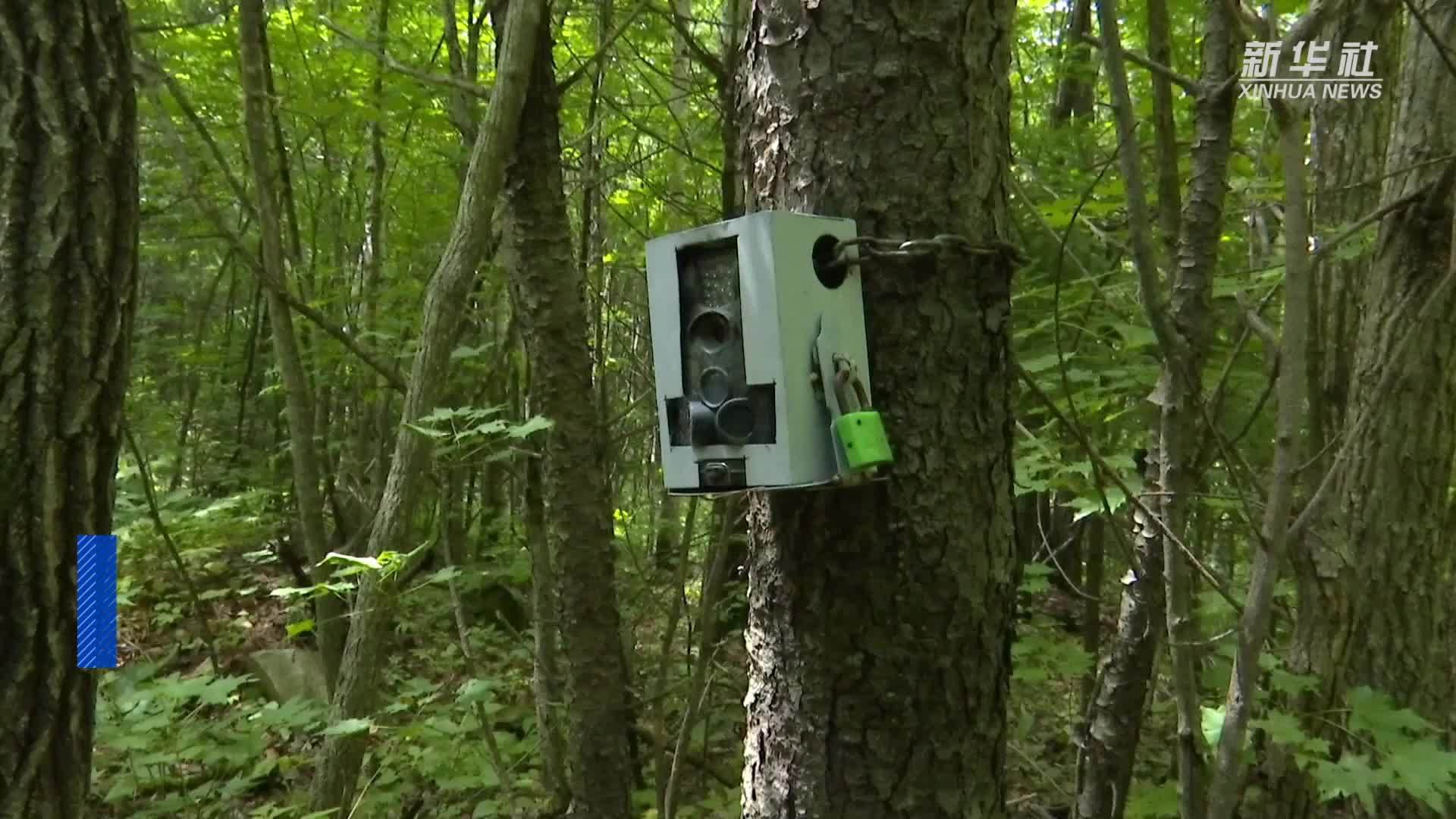 黑龙江林区再现野生东北虎“完达山1号”