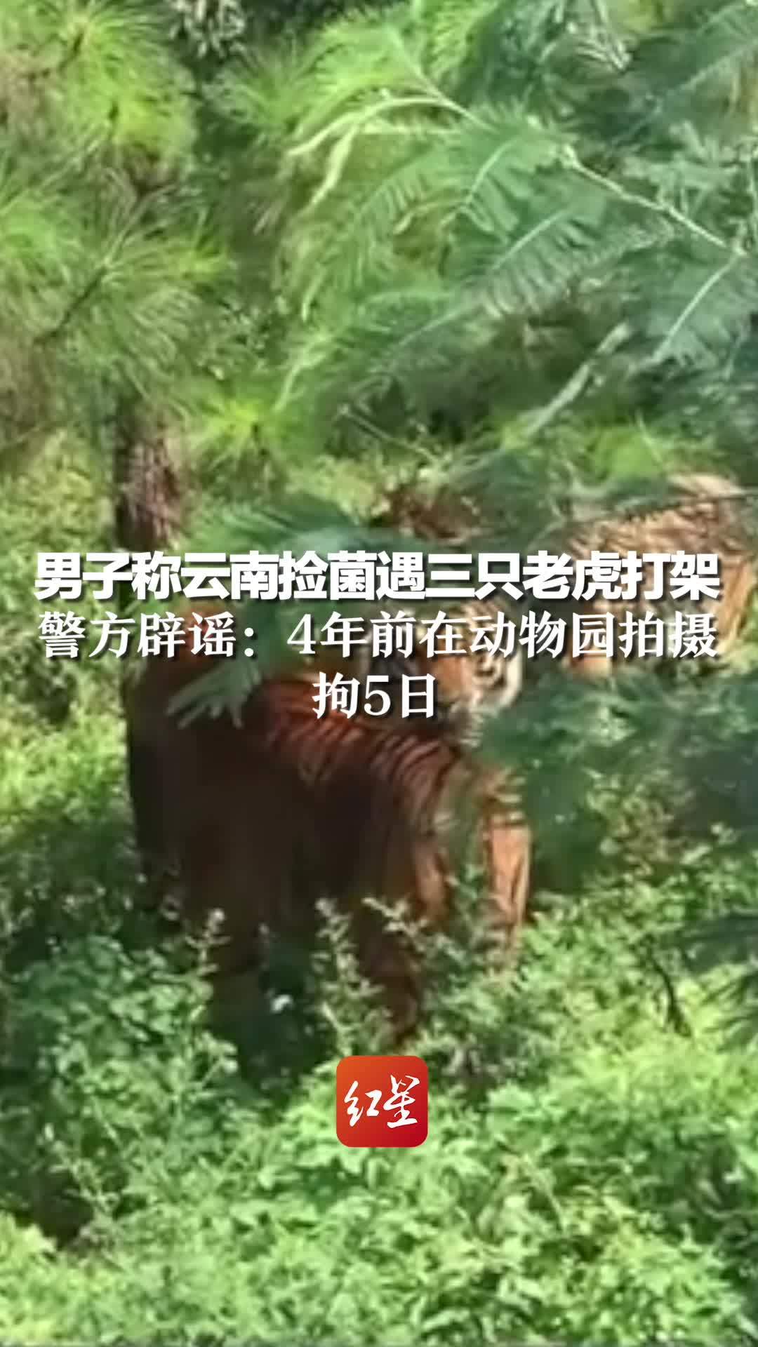 男子称云南捡菌遇三只老虎打架，警方辟谣:4年前在动物园拍摄，拘5日