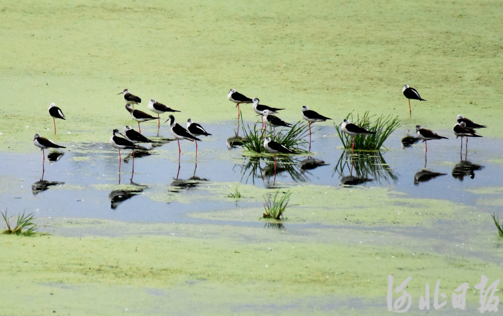 7月11日，一群反嘴长脚鹬在张家口市宣化区洋河湿地栖息觅食。