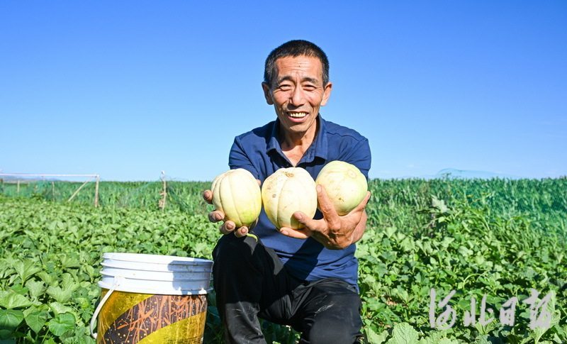 7月8日,农民在张家口市万全区安家堡乡田茂庄村采摘香瓜。