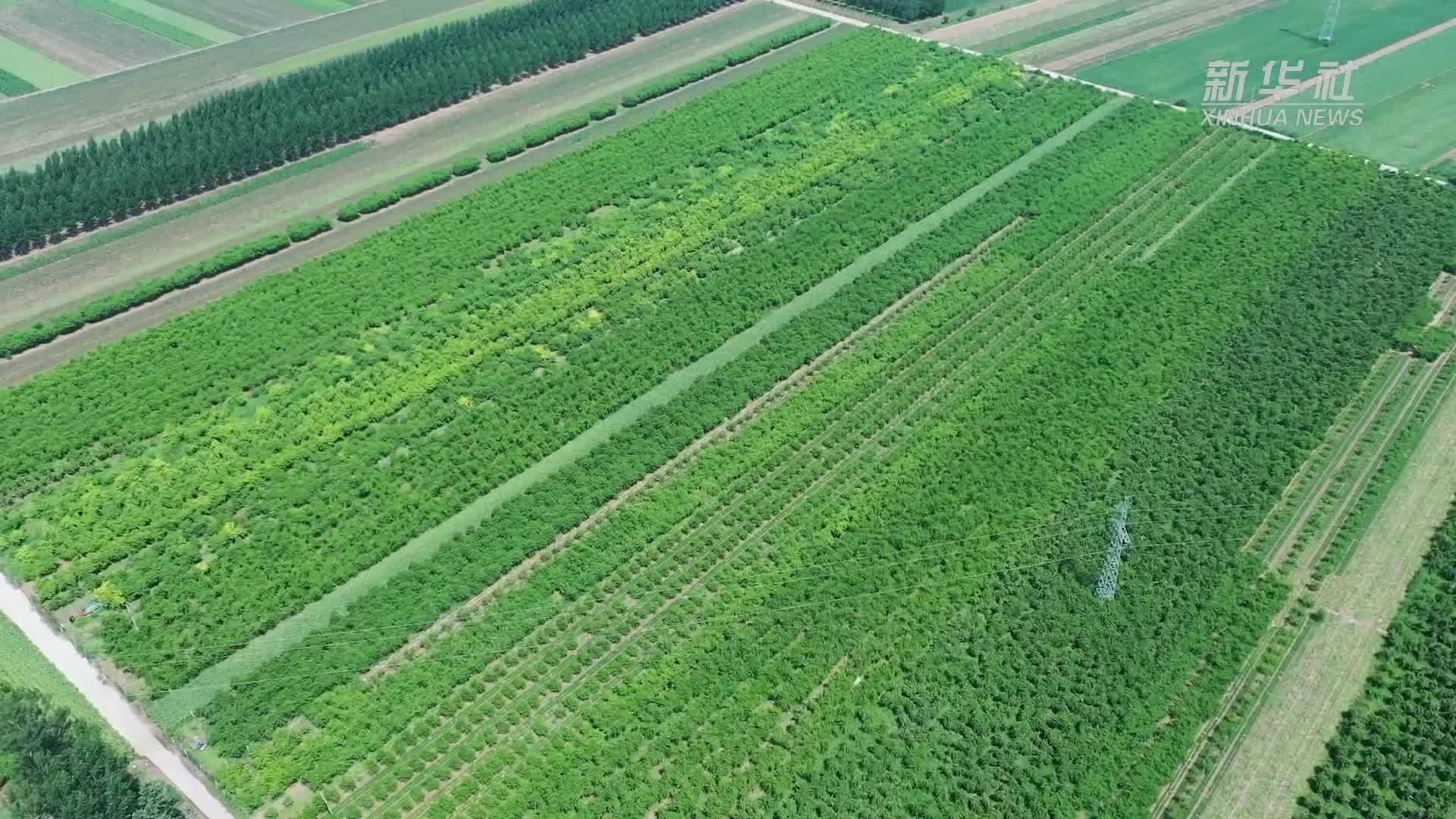 河北广宗：蟠桃种植拓宽村民增收路