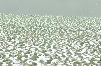 甘南草原夏日飘雪，甘肃用雪景挑战全国最佳避暑胜地