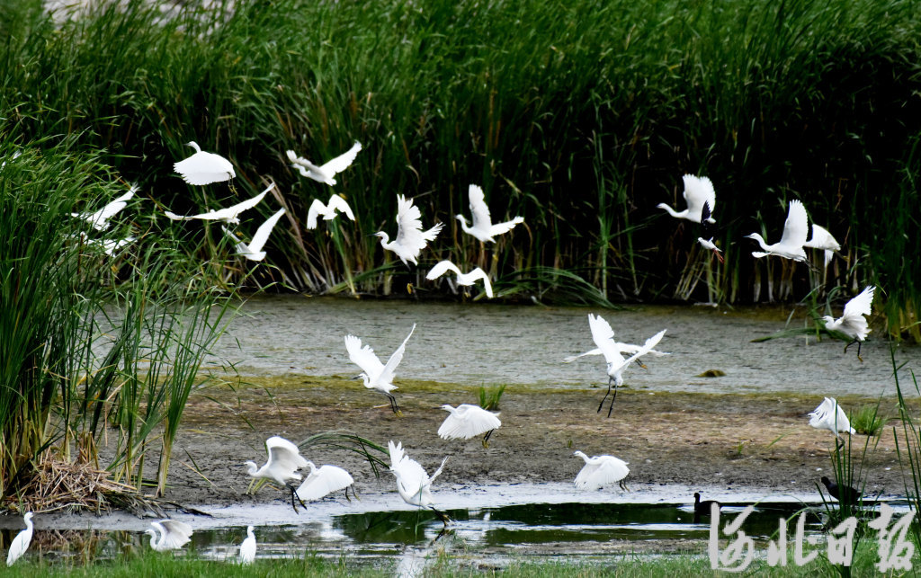 7月11日，白鹭在张家口市宣化区洋河湿地水草间飞舞。