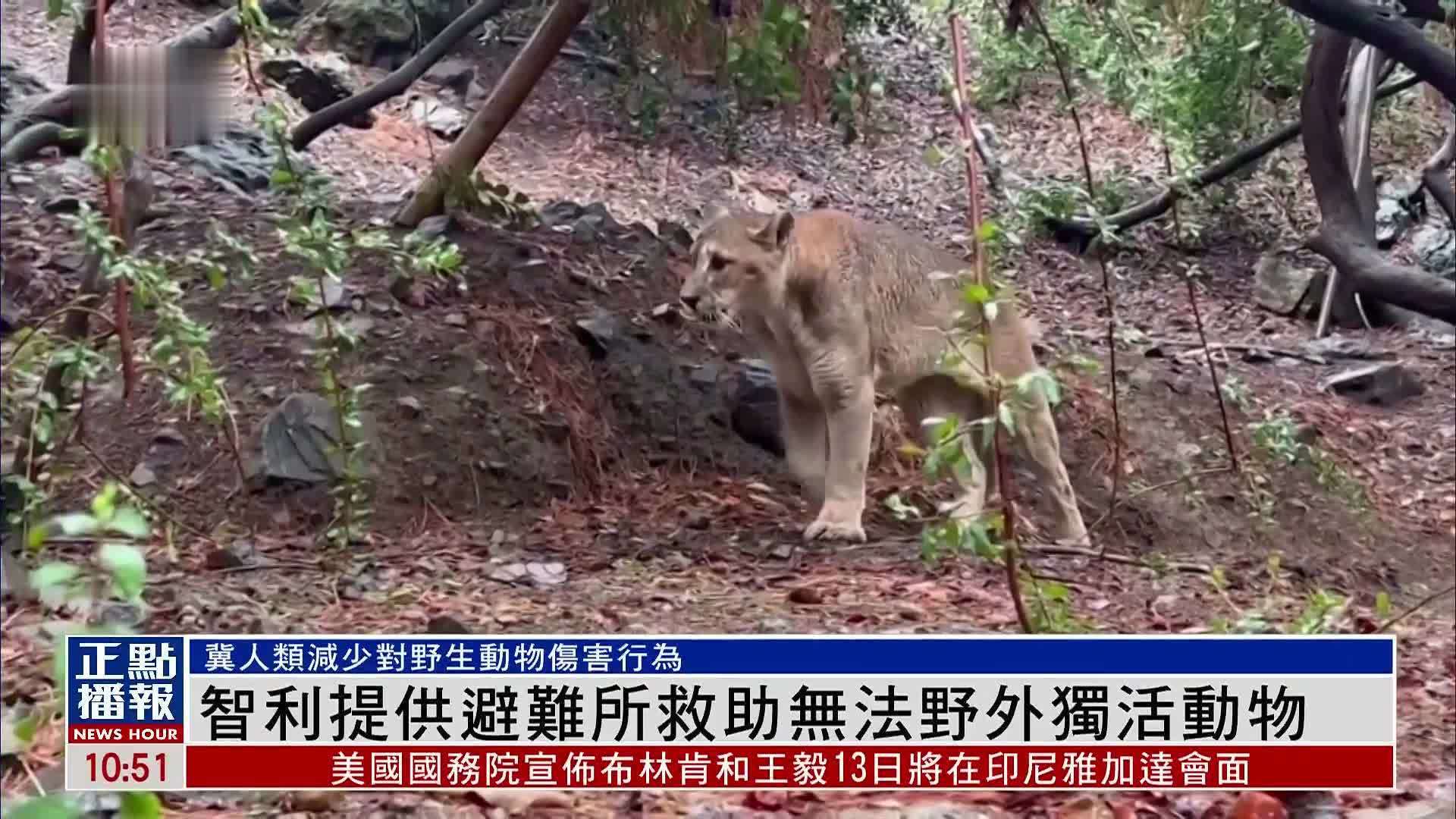 智利提供避难所救助无法野外独活动物