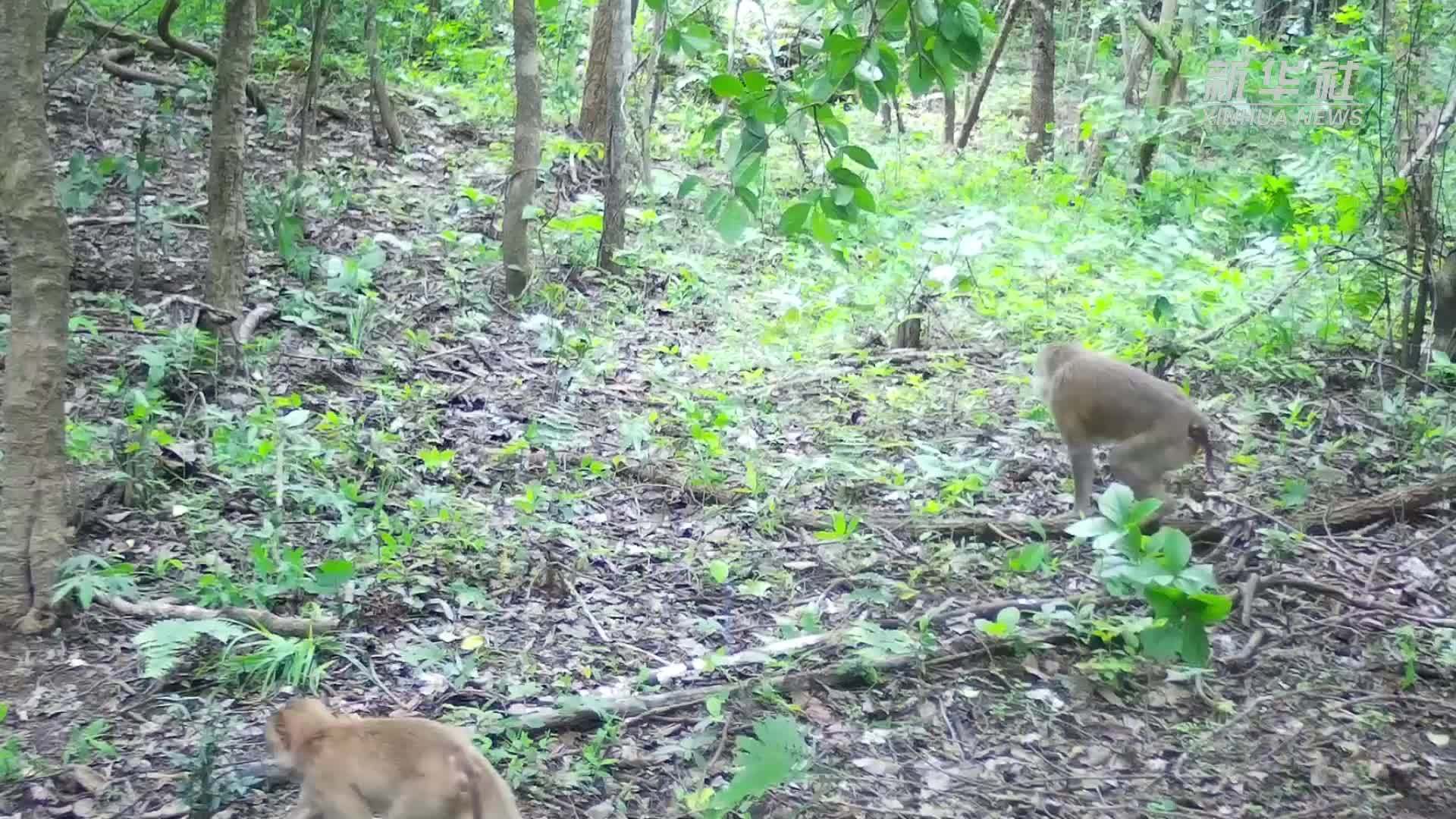 云南普洱：豚尾猴数量增长明显