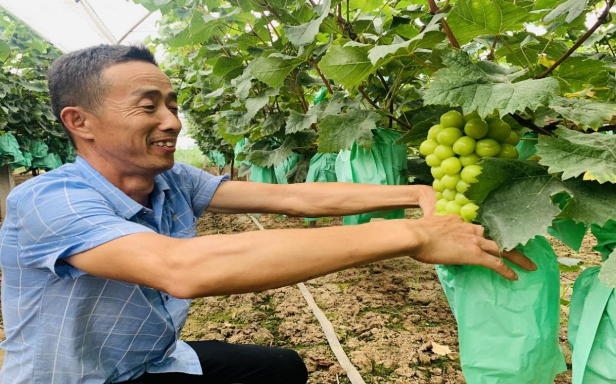 胡连东在葡萄地忙碌