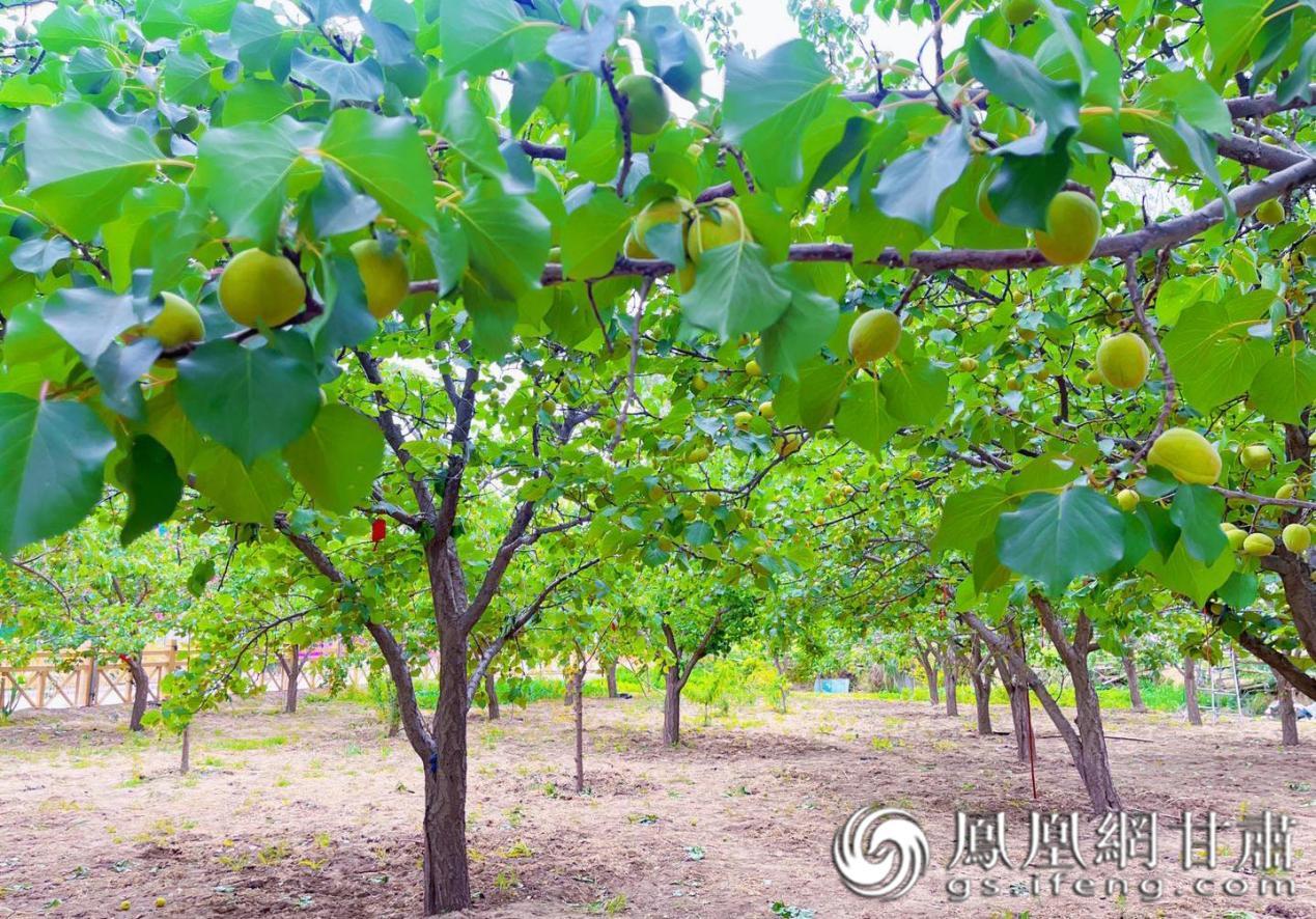在永昌县城关镇金川西村的果园里，空气中到处弥漫着“杏”福味道。永昌县融媒体中心供图