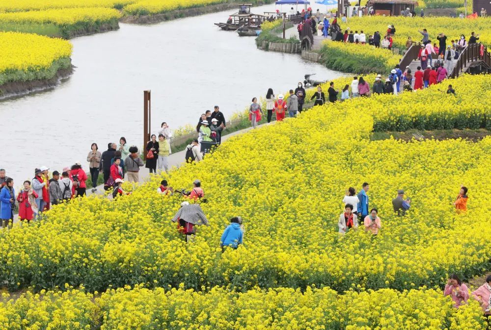 3月29日,江蘇泰州興化千垛菜花風景區油菜花次第開放,吸引大批遊客前