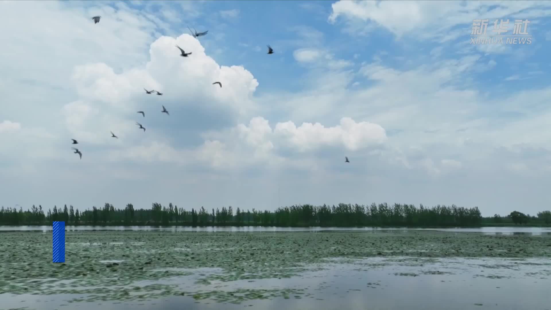 千城胜景｜河南商丘：黄河故道荷韵浓