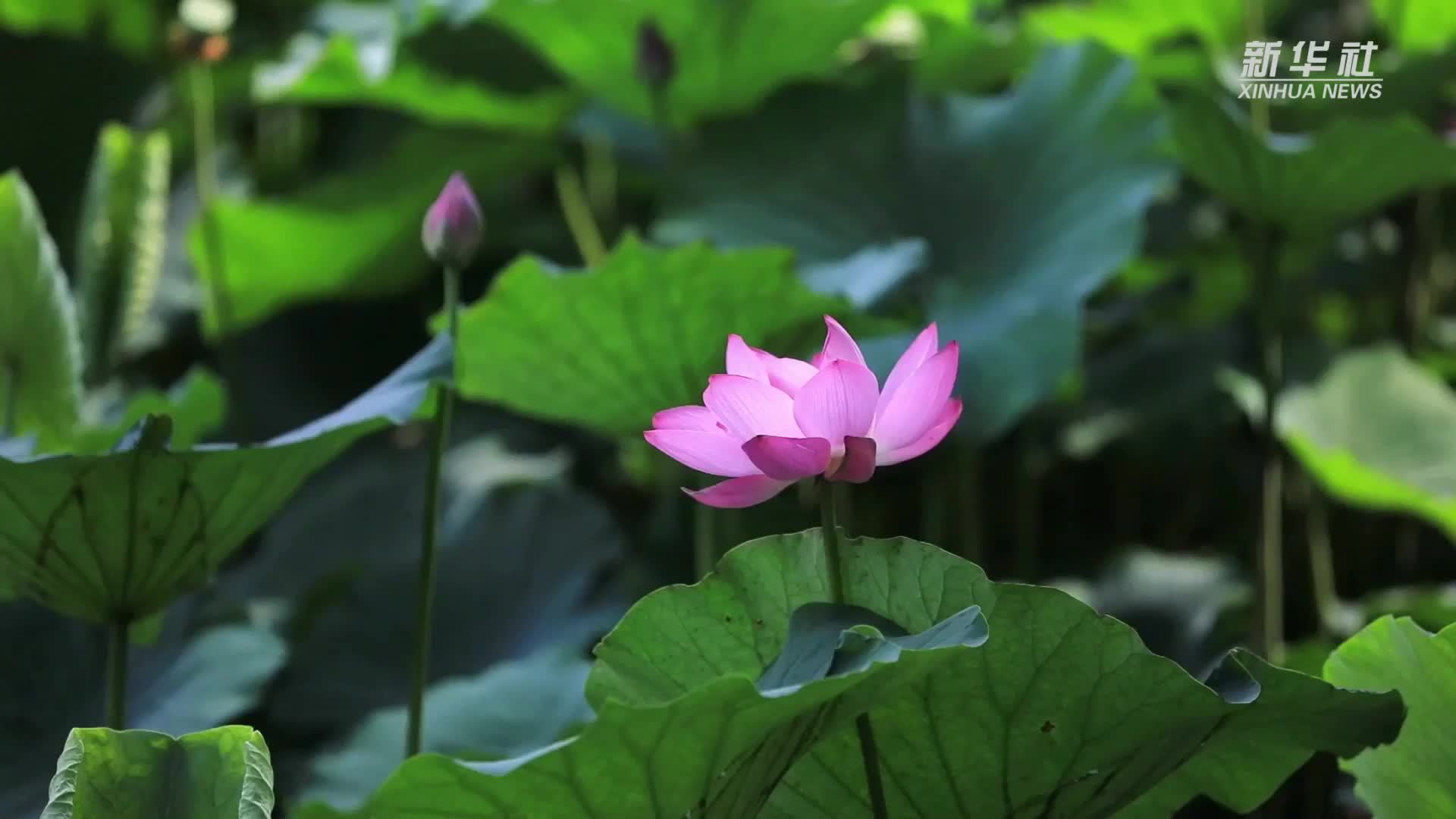 保定古莲花池：荷花绽放 满池飘香