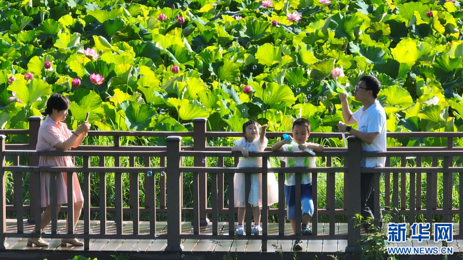 7月6日，河南省桐柏县月河镇徐寨村，游客在赏荷游玩、拍照留念。