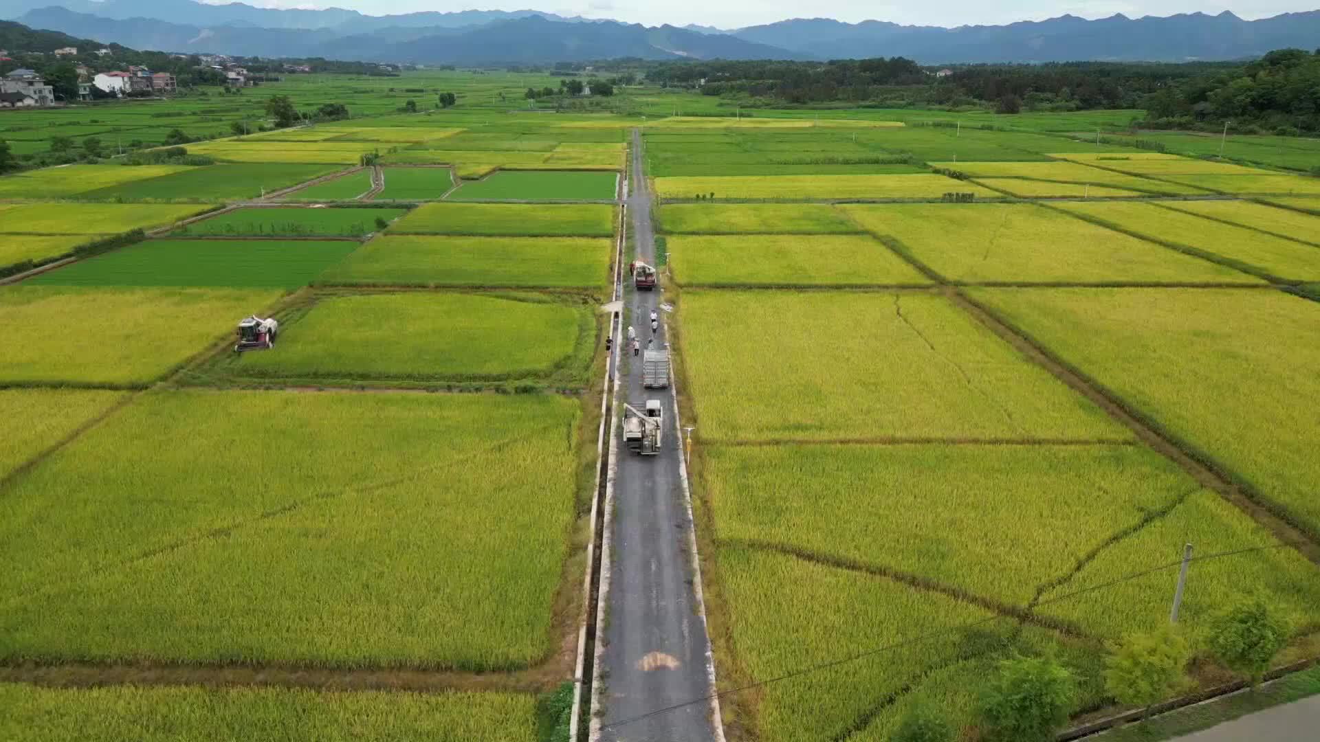 千城百县看中国｜湖南祁阳：早稻喜获丰收