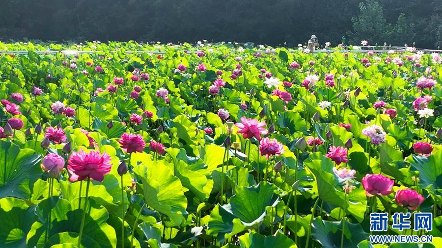 7月6日，河南省桐柏县月河镇徐寨村，荷塘中的荷花摇曳多姿。