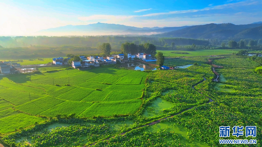 7月6日，河南省桐柏县月河镇徐寨村，连片的荷塘和碧绿的稻田相映成趣。