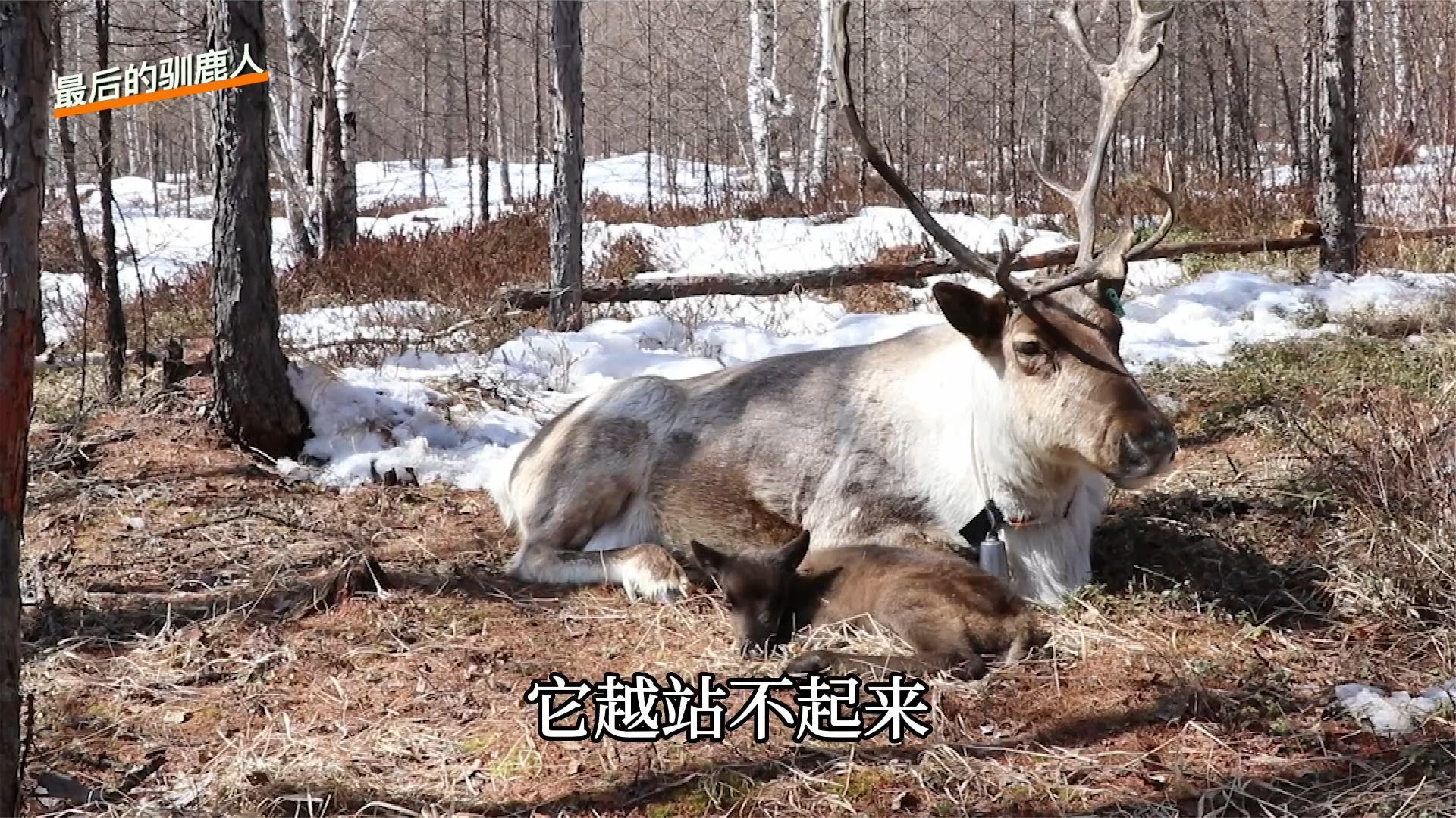 被妈妈遗弃的小鹿，遇到了森林深处的鄂温克族驯鹿人