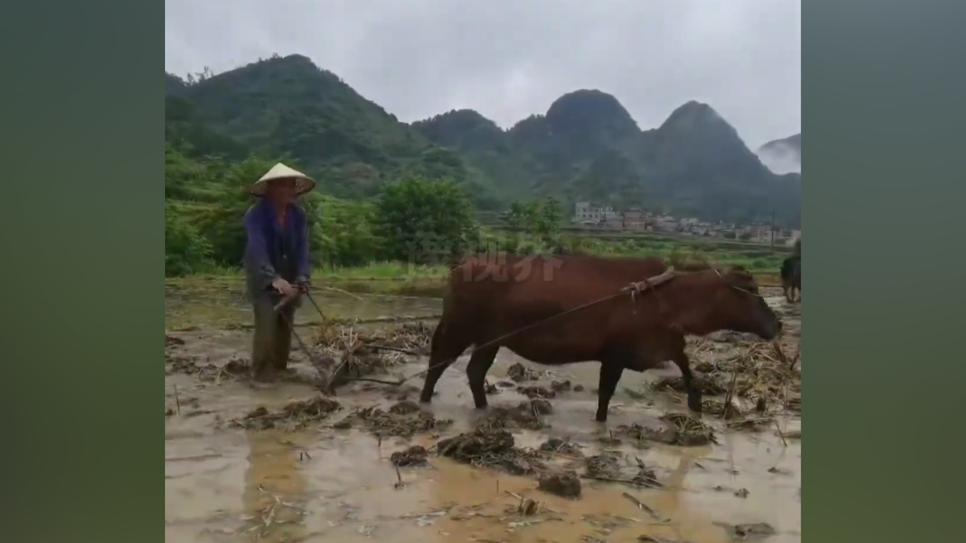 广西媳妇拍摄公婆在田地里用牛耕种，公婆竟然担心自己的形象会让外地人觉得自己这里落后，网友：朴实劳作就是最美的风景