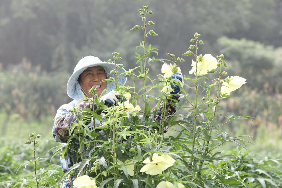 九江彭泽县：黄蜀葵开出增收“幸福花”