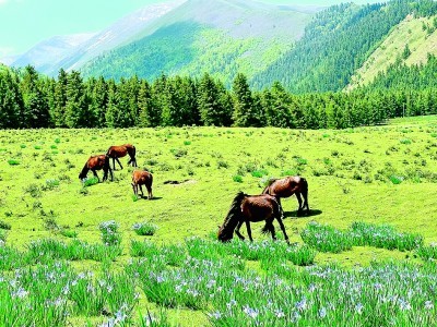 祁连山下好风光 赵中华 摄/光明图片