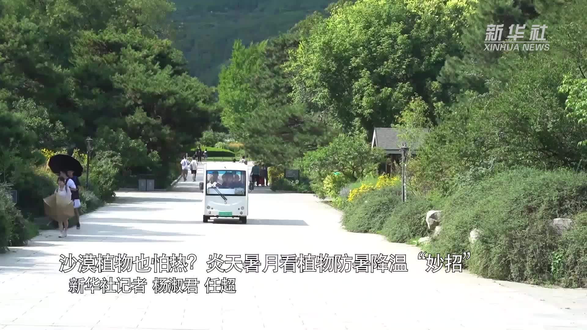 沙漠植物也怕热？炎天暑月看植物防暑降温“妙招”